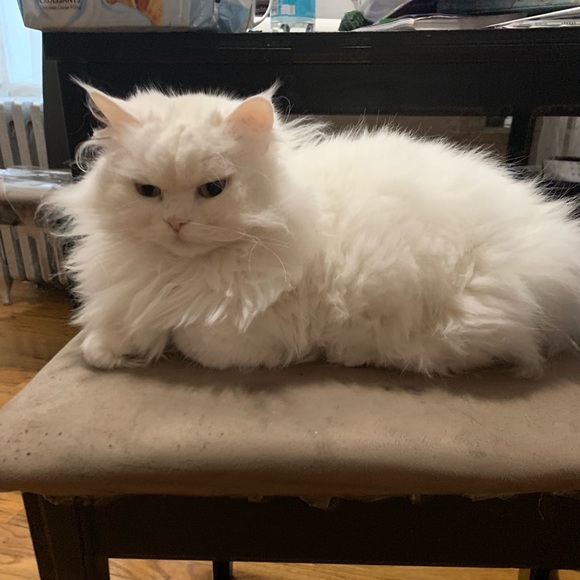 Meet your Posher, Jennifer - Picture 1 of 1